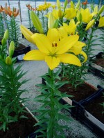 [1632 BeauSoleil No02.JPG]